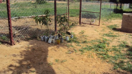 Orto in costruzione vicino a pozzi di Tamou - luglio 2011