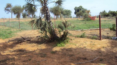 Orto in costruzione vicino a pozzi di Tamou - luglio 2011