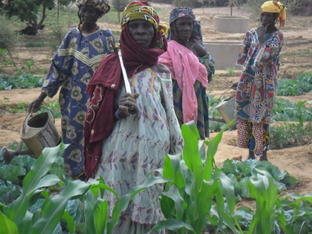 Orto vicino ai pozzi di Banjo - febbraio 2014