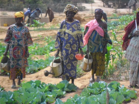 Orto vicino ai pozzi di Banjo - febbraio 2014