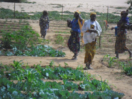 Orto vicino ai pozzi di Banjo - febbraio 2014